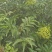 吴茱萸小花