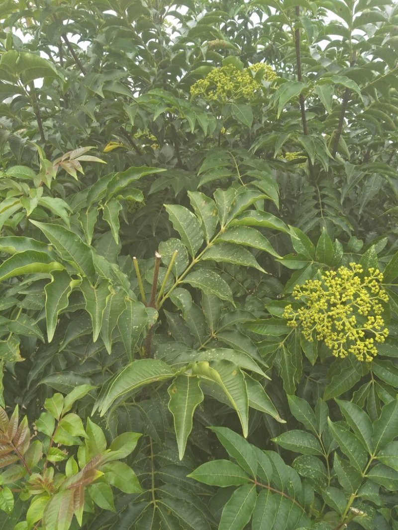 吴茱萸小花