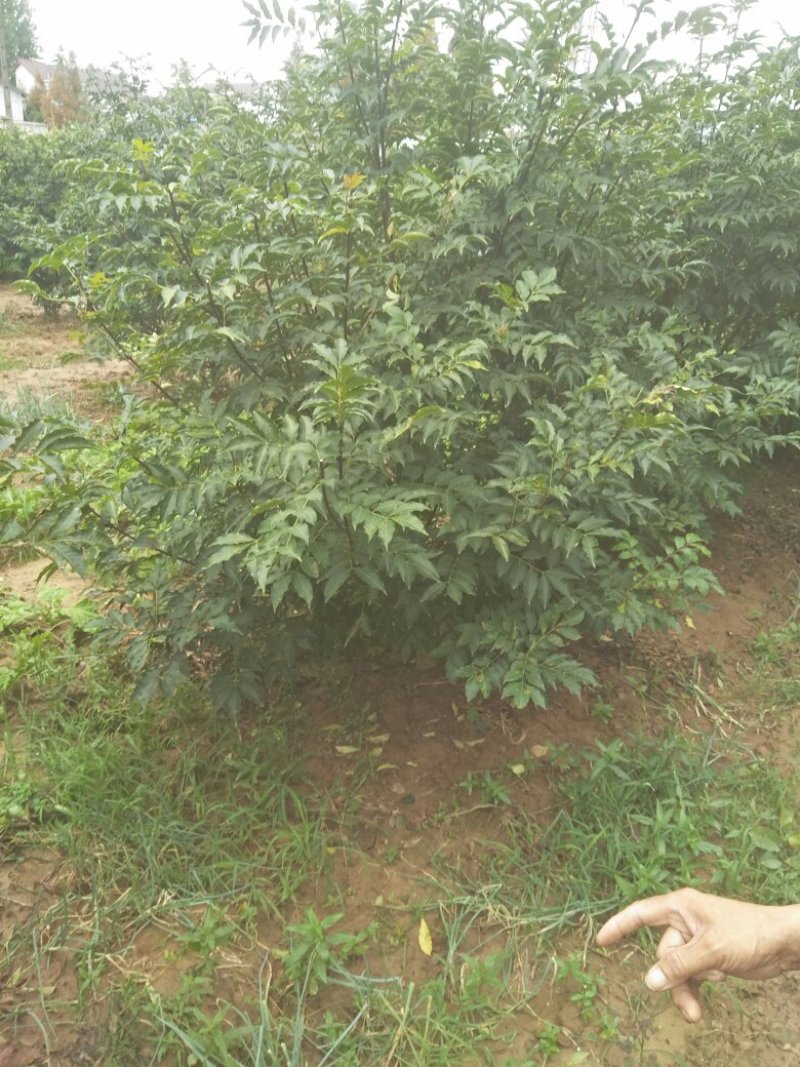 吴茱萸小花