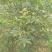 吴茱萸小花