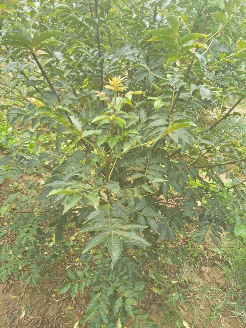 吴茱萸小花