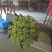 吴茱萸小花