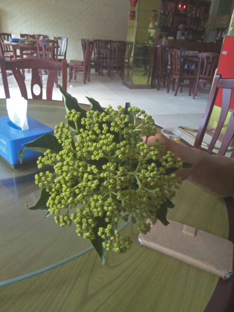 吴茱萸小花