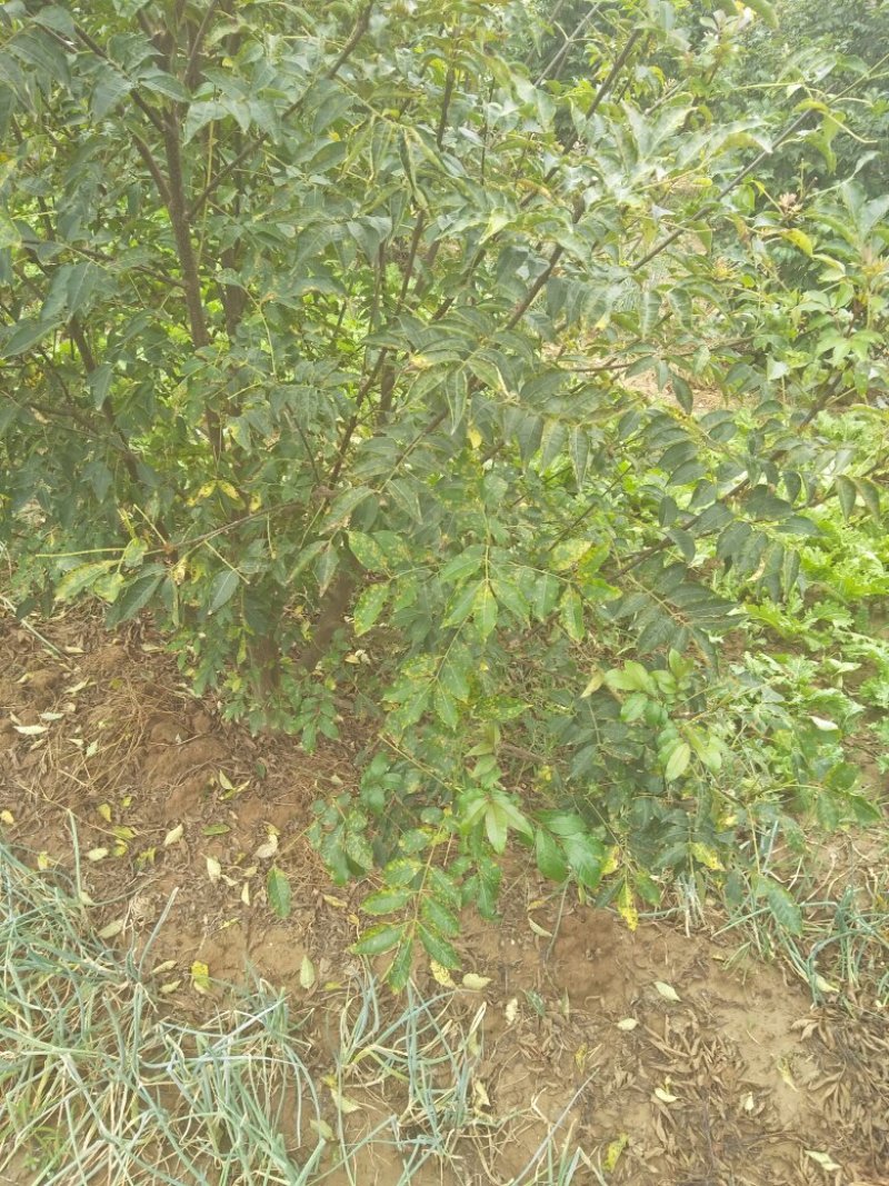 吴茱萸小花