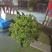 吴茱萸小花