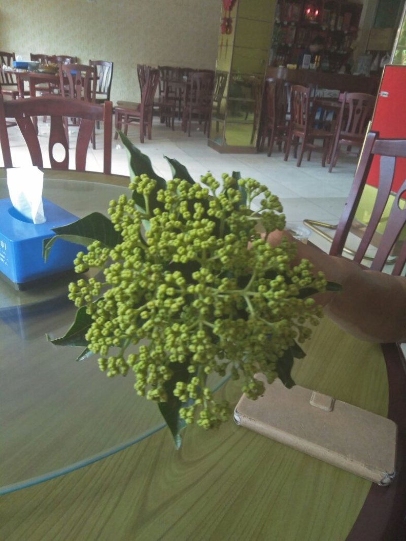 吴茱萸小花