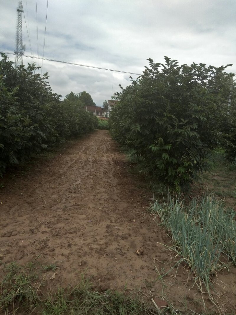 吴茱萸小花