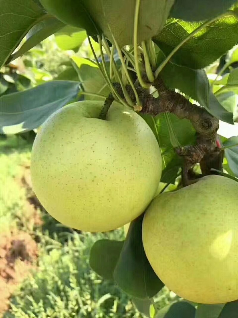 砀山梨