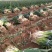 大葱大量上市！