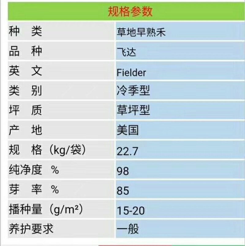 早熟禾种子20克/平方四季青种子冷季型进口