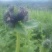 药蜜
