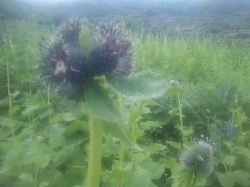 药蜜