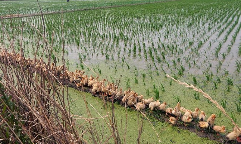 东北黑龙江地产有机大米批发招代理