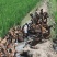 东北黑龙江地产有机大米批发招代理