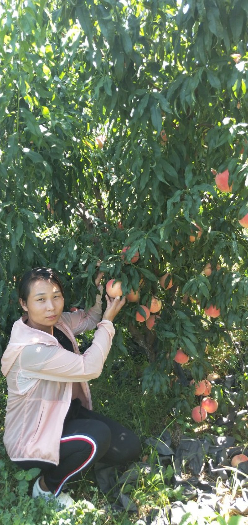 桃树苗山东映霜红秋彤黄蜜4号桃树苗秋后起