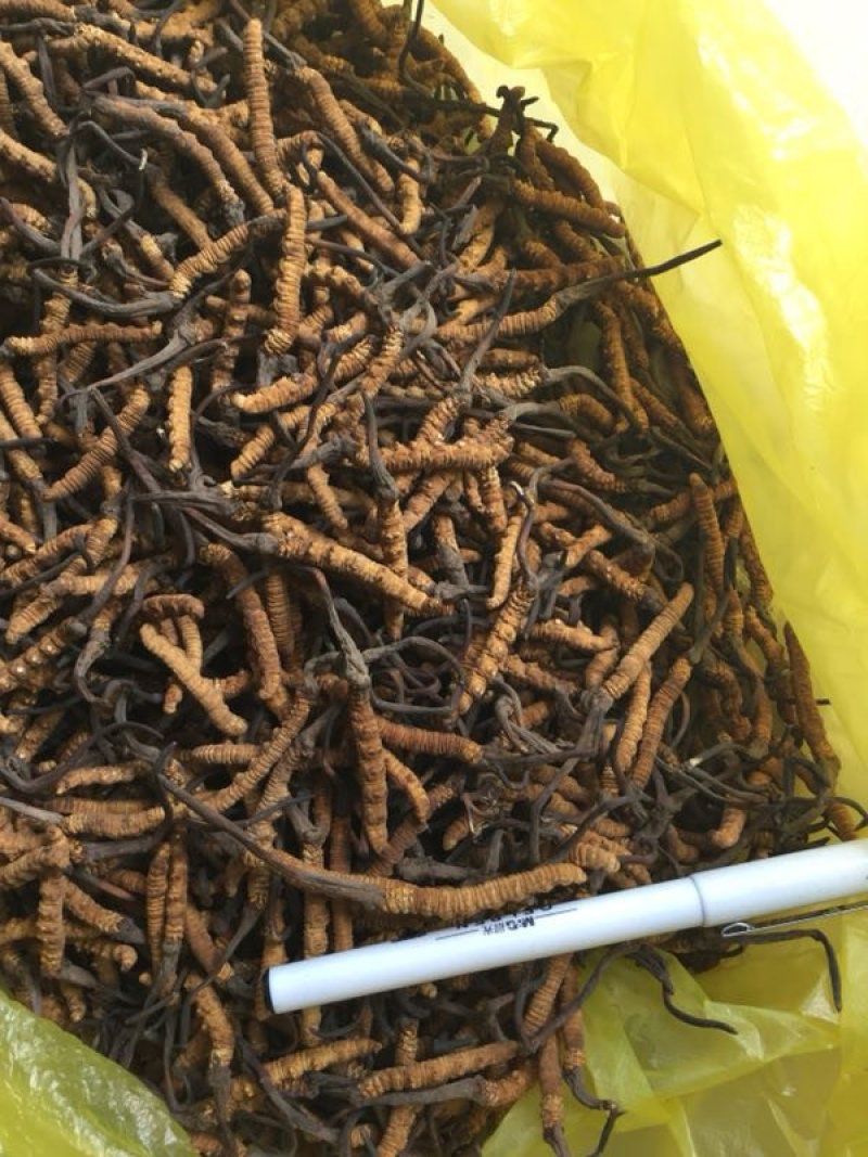 冬虫夏草，假一陪十，一级