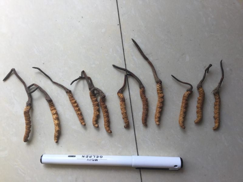 冬虫夏草，假一陪十，一级