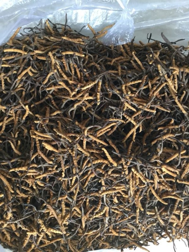 冬虫夏草，假一陪十，一级