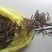 冬虫夏草，假一陪十，一级