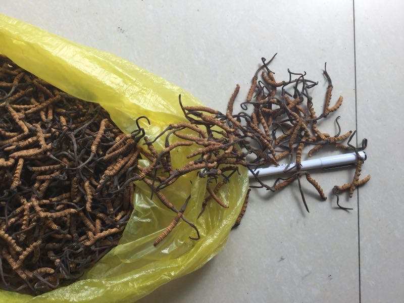 冬虫夏草，假一陪十，一级
