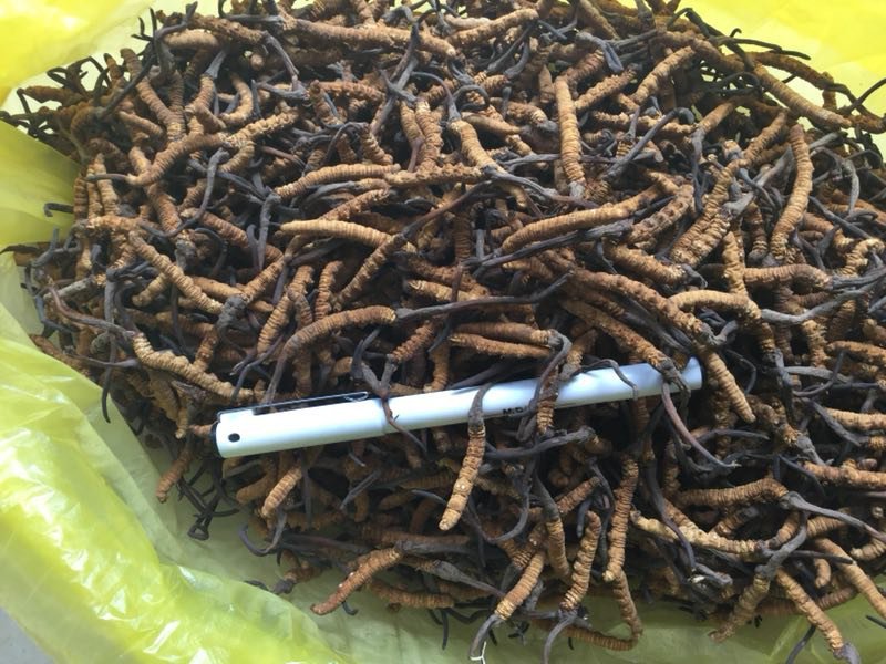 冬虫夏草，假一陪十，一级