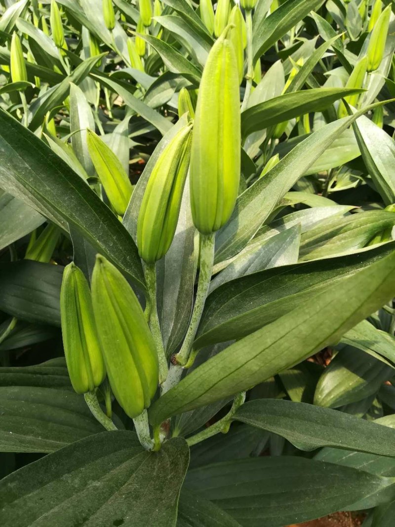 香水百合