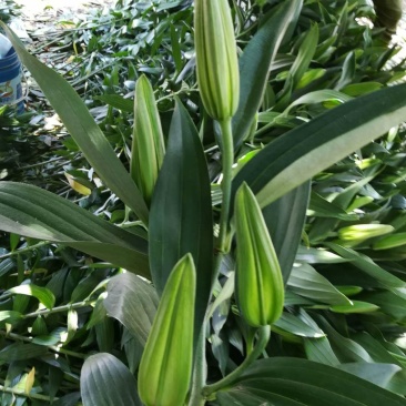 香水百合