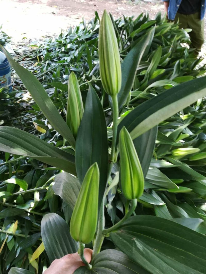 香水百合