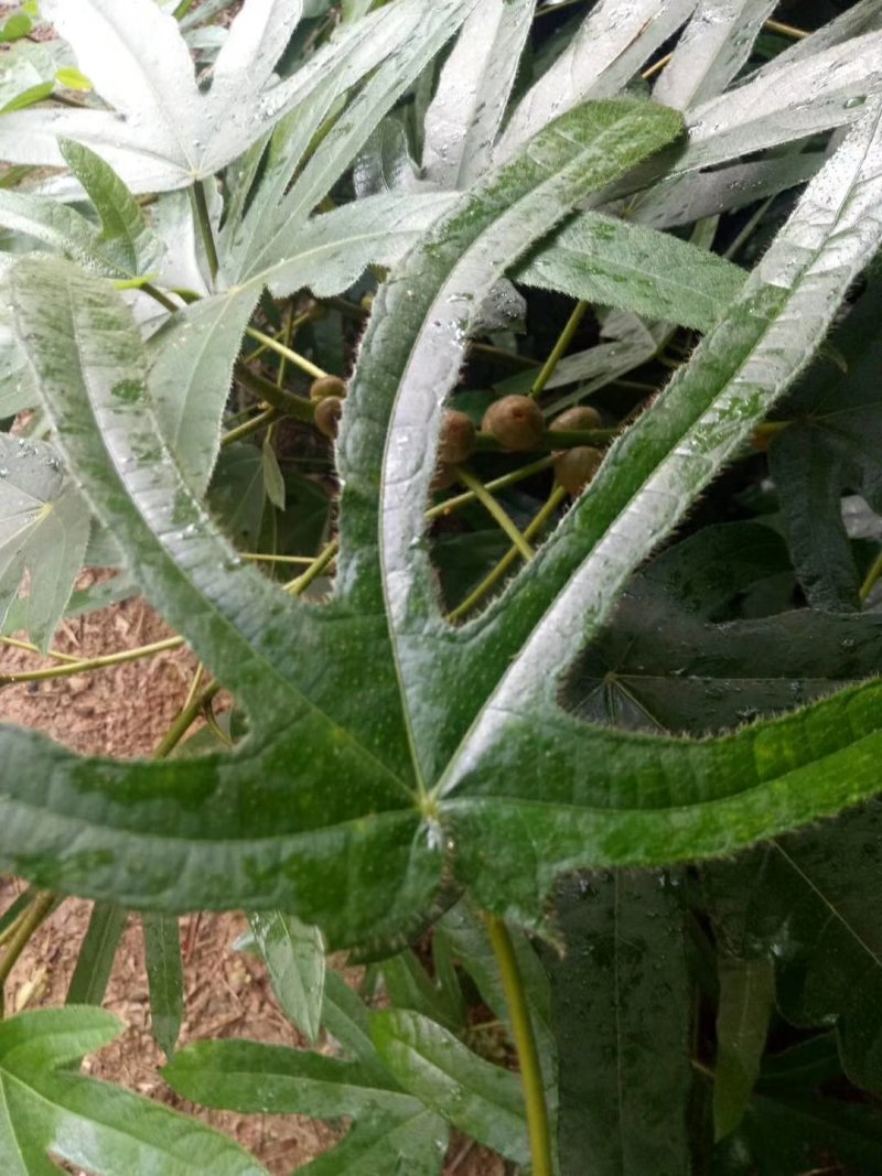 五指毛桃苗，大量供苗中，苗根5一10公分，