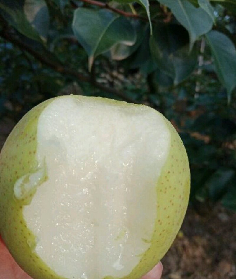 泊头鸭梨纸袋膜袋