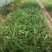 紫花白芨苗，基地批发量大优惠无条件技术跟踪服务，保价回收