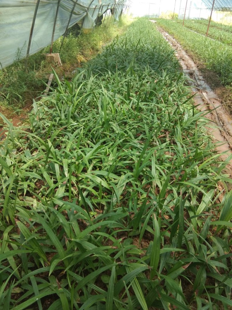 紫花白芨苗，基地批发量大优惠无条件技术跟踪服务，保价回收