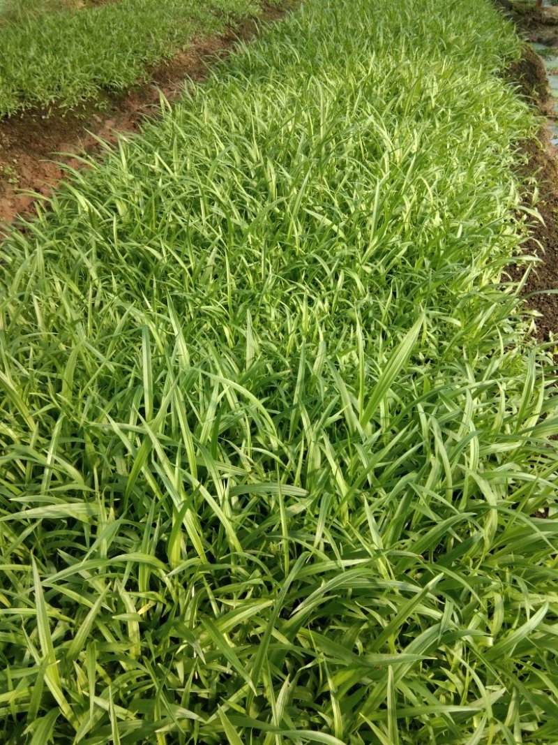 紫花白芨苗，基地批发量大优惠无条件技术跟踪服务，保价回收