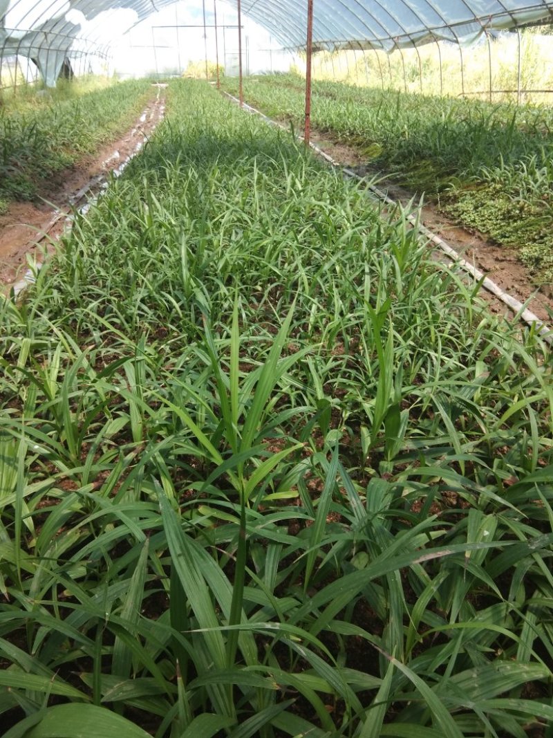 紫花白芨苗，基地批发量大优惠无条件技术跟踪服务，保价回收