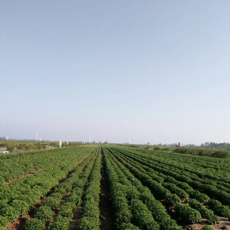 各种茶菊、药用菊种苗、老根，价格面议。