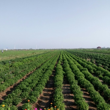 各种茶菊、药用菊种苗、老根，价格面议。