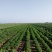各种茶菊、药用菊种苗、老根，价格面议。
