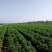 各种茶菊、药用菊种苗、老根，价格面议。