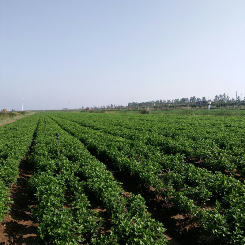 各种茶菊、药用菊种苗、老根，价格面议。
