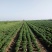 各种茶菊、药用菊种苗、老根，价格面议。