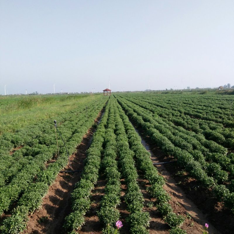 各种茶菊、药用菊种苗、老根，价格面议。