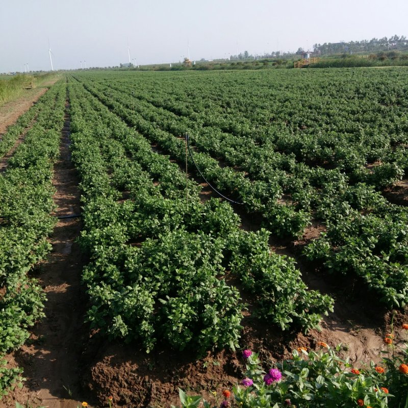 各种茶菊、药用菊种苗、老根，价格面议。