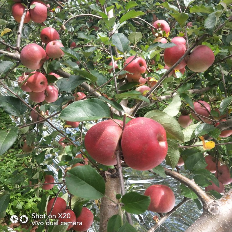 大凉山盐源县糖心丑苹果