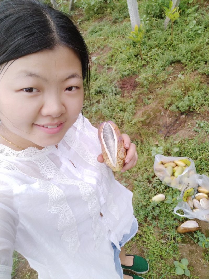 基地现采现发，欢迎微商代理，水果批发商前来洽谈业务