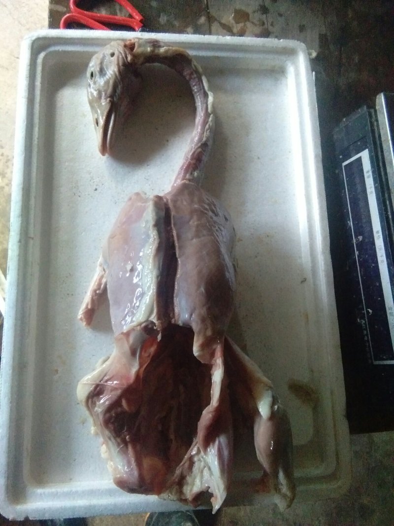 自填自养精选朗德鹅去皮鹅肉