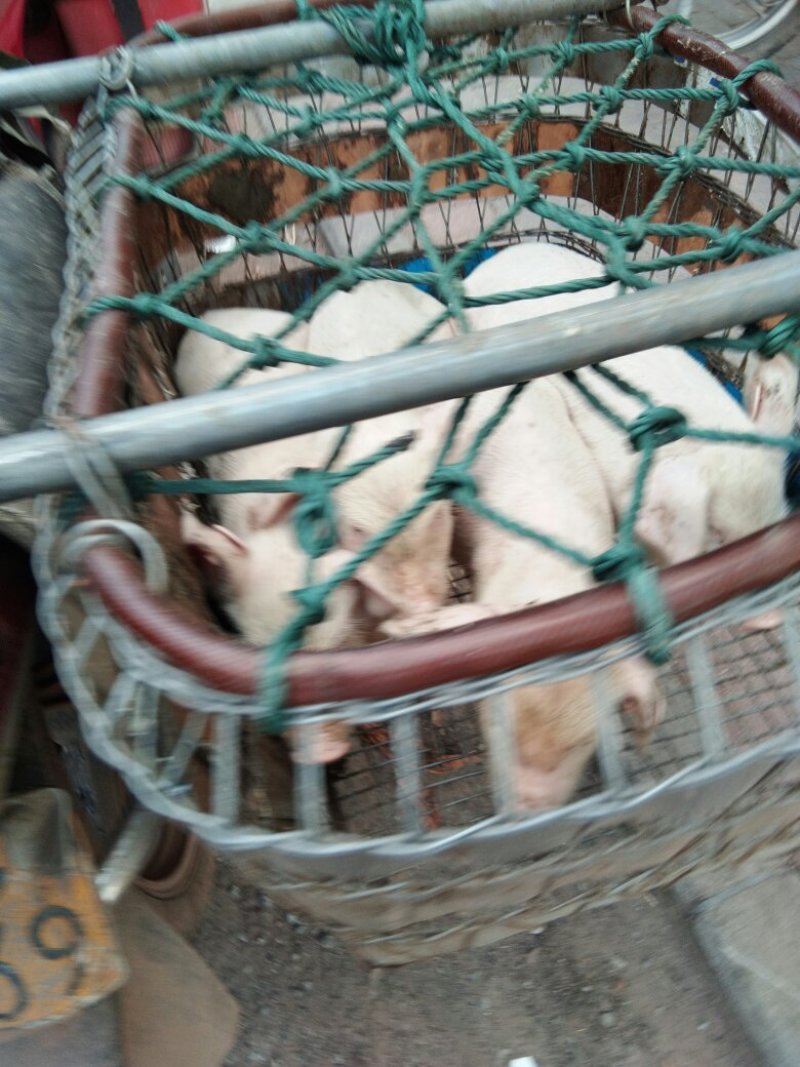 杂交猪，土杂，二杂，三元，太湖，各种仔猪