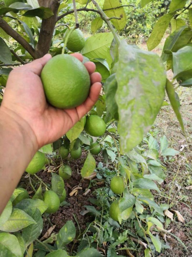 柠檬尤力克