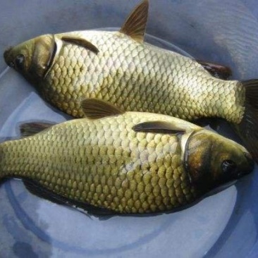 黄金鲫