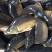 产地直供，一手货源鸭绿江网箱养殖，，，镜鲤鱼