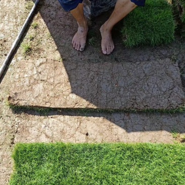 草坪，草卷，马尼拉草